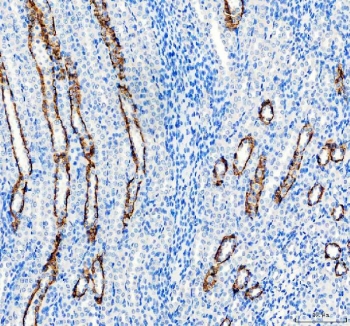 IHC staining of FFPE rat kidney tissue with AQP3 antibody. HIER: boil tissue sections in pH8 EDTA for 20 min and allow to cool before testing.