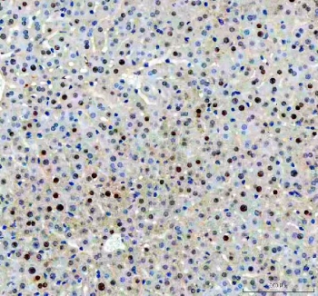 IHC staining of FFPE mouse liver tissue with APEX1 antibody. HIER: boil tissue sections in pH8 EDTA for 20 min and allow to cool before testing.