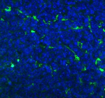 Immunofluorescent staining of FFPE mouse spleen tissue with Cd68 antibody (green) and DAPI nuclear stain (blue). Required HIER: steam section in pH8 EDTA buffer for 20 min and allow to cool prior to staining.