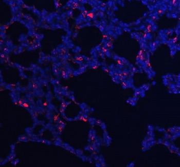 Immunofluorescent staining of FFPE rat lung tissue with Cd68 antibody (red) and DAPI nuclear stain (blue). Required HIER: steam section in pH8 EDTA buffer for 20 min and allow to cool prior to staining.