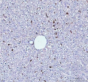 IHC staining of FFPE rat liver tissue with Cd68 antibody. HIER: boil tissue sections in pH8 EDTA for 20 min and allow to cool before testing.