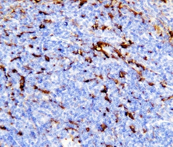 IHC-P: Trem1 antibody testing of mouse spleen tissue
