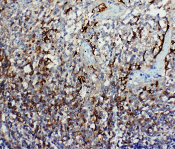 IHC-P: Caspase-9 antibody testing of human tonsil tissue