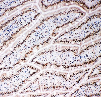 IHC staining of frozen rat intestinal tissue with Lamin B2 antibody.