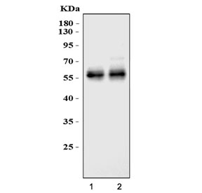 Western blot testing of two lots of mouse liver lysate with Angiotensinogen antibody. Predicted molecular weight ~56 kDa.