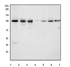 Western blot testing of 1) human HeLa, 2) human K562, 3) human Raji, 4) rat thymus, 5) rat C6, 6) mouse thymus and 7) mouse NIH 3T3 cell lysate with MCM3 antibody. Expected molecular weight: 90~115 kDa.