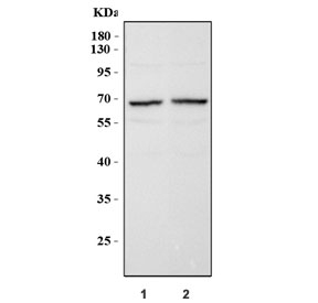 Western blot testing of 1) rat brain and 2) mouse brain tissue with NOX1 antibody. Predicted molecular weight ~65 kDa.