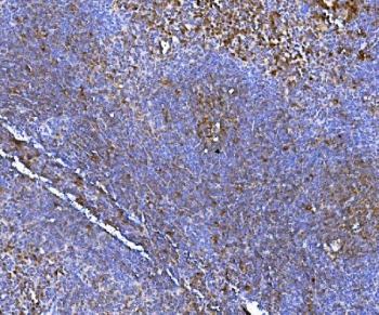 IHC staining of FFPE mouse spleen tissue with NOX2 antibody. HIER: boil tissue sections in pH8 EDTA for 20 min and allow to cool before testing.