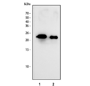 Western blot testing of IL-6 antibody and recombinant human protein: Lane 1: 5ng, Lane 2: 2.5ng.