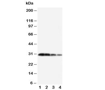 Western blot testing of Kallikrein 1 antibody and Lane 1:  recombinant mouse protein 10ng;  2: 5ng;  3: 2.5ng;  4: 1.25ng