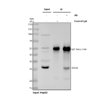 Immunoprecipitation of SDHB protein from 500ug of human HepG2 whole cell lysate with 2ug of SDHB antibody.