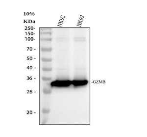Granzyme B Antibody Human NK-92 Cell WB. Western blot analysis of human NK-92 cell lysates using Granzyme B Antibody at 0.5 ug/ml. An HRP-conjugated goat anti-rabbit IgG secondary antibody with ECL substrate was used for detection. Granzyme B Antibody, a Cytotoxic Lymphocyte Marker Antibody, detects a strong band at approximately 33 kDa in NK-92 cells, consistent with the mature glycosylated form of granzyme B.