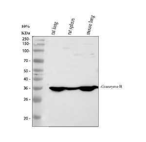 Granzyme B Antibody Mouse and Rat WB. Western blot analysis of rat lung and spleen tissue lysates, and mouse lung tissue lysate using Granzyme B Antibody at 0.5 ug/ml. An HRP-conjugated goat anti-rabbit IgG secondary antibody with ECL substrate was used for detection. Granzyme B Antibody, a Cytotoxic Lymphocyte Marker Antibody, detects a prominent band at approximately 33 kDa in both rat and mouse tissues, consistent with the mature glycosylated form of granzyme B.