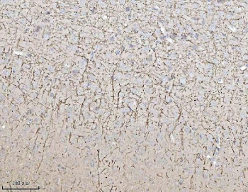 MAG Antibody Mouse Brain IHC. Immunohistochemistry was performed on FFPE mouse brain tissue using MAG Antibody. Heat-induced epitope retrieval was carried out in pH 8 EDTA buffer prior to antibody incubation. Bound antibody was detected using an HRP-conjugated secondary antibody with DAB chromogen. Prominent staining is observed throughout the myelinated fiber network of the brain, while neuronal cell bodies exhibit comparatively little immunoreactivity, consistent with the localization of Myelin Associated Glycoprotein to oligodendrocyte myelin sheaths. These results demonstrate that this Axon-Glia Interaction Protein Antibody is suitable for immunohistochemical detection of endogenous MAG in formalin-fixed, paraffin-embedded mouse brain tissue.