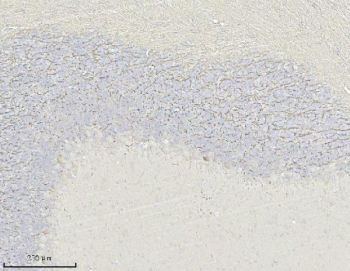 MAG Antibody Rat Cerebellum IHC. Immunohistochemistry was performed on FFPE rat cerebellum tissue using MAG Antibody. Heat-induced epitope retrieval was carried out in pH 8 EDTA buffer prior to antibody incubation. Bound antibody was detected using an HRP-conjugated secondary antibody with DAB chromogen. Strong staining is observed within the cerebellar white matter and myelinated fiber tracts, while the adjacent granular layer shows comparatively weaker immunoreactivity, consistent with the localization of Myelin Associated Glycoprotein to oligodendrocyte myelin sheaths. These results demonstrate that this Axon-Glia Interaction Protein Antibody is suitable for immunohistochemical detection of endogenous MAG in formalin-fixed, paraffin-embedded rat cerebellum tissue.