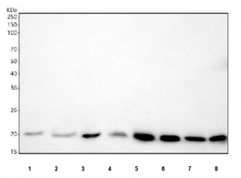 Western blot testing of 1) human MCF7, 2) human MDA-MB-453, 3) human Caco-2, 4) human HepG2, 5) rat skeletal muscle, 6) rat heart, 7) mouse skeletal muscle and 8) mouse heart tissue lysate with DUSP3 antibody. Predicted molecular weight ~20 kDa.