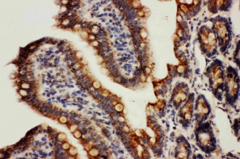 IHC staininging of FFPE rat intestinal tissue with HSP10 antibody at 1ug/ml. HIER: boil tissue sections in pH6, 10mM citrate buffer, for 10-20 min followed by cooling at RT for 20 min.