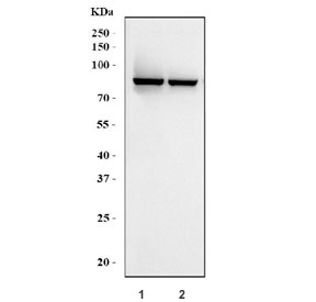 Western blot testing of human 1) HeLa and 20 MCF7 cell lysate using rabbit polyclonal MCM7 antibody.  Expected molecular weight: 80~90 kDa.
