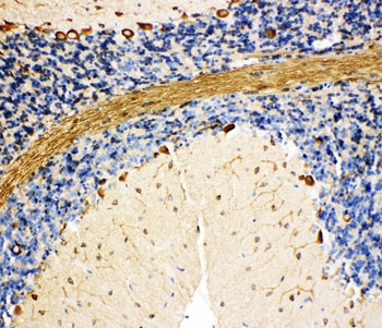 IHC-P: BiP antibody testing of rat cerebellum tissue