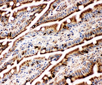 IHC-F testing of BiP antibody and rat intestine tissue