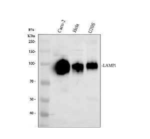 LAMP1 Antibody Human Epithelial Cell WB. Western blot analysis of human cell lysates using LAMP1 Antibody / Lysosomal Membrane Glycoprotein Antibody. Lane 1: human Caco-2 cells; Lane 2: human HeLa cells; Lane 3: human U2OS cells. A broad immunoreactive band is detected at approximately 95-120 kDa in all three cell lines. Although the predicted molecular weight of the LAMP1 polypeptide is approximately 45 kDa, extensive N-linked glycosylation substantially increases its apparent molecular weight, and LAMP1 is routinely observed between approximately 95 and 120 kDa. This LAMP1 Antibody is suitable for investigating lysosomal membrane biology, intracellular trafficking, autophagy, and lysosome-associated cellular processes.