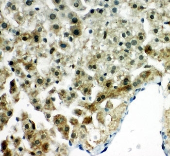 IHC-P: Peroxiredoxin 5 antibody testing of rat liver tissue