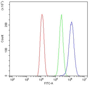 Flow cytometry testing of human U-2 OS cells with STAT5a antibody at 1ug/10^6 cells (blocked with goat sera); Red=cells alone, Green=isotype control, Blue= STAT5a antibody.