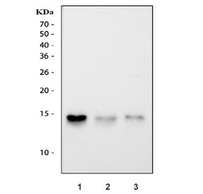 FABP5 Antibody Intestine and Lung WB. Western blot testing of 1) rat lung, 2) rat intestine and 3) mouse lung tissue lysate with FABP5 antibody. Predicted molecular weight ~15 kDa.