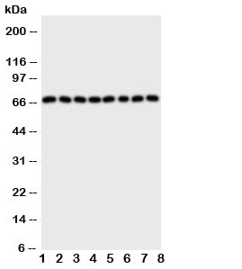 Western blot testing of SHP2 antibody and rat samples 1: brain;  2: kidney;  3: heart;  4: skeletal muscle; and human samples 5: A431;  6: Jurkat;  7: HeLa;  8: U87 cell lysate. Predicted molecular weight: ~68 kDa.