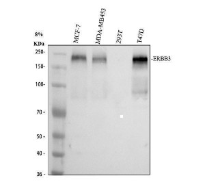 ERBB3 Antibody Human Breast Cancer Cell WB. Western blot analysis was performed using ERBB3 Antibody on lane 1: human MCF-7, lane 2: human MDA-MB453, lane 3: human 293T, and lane 4: human T-47D whole cell lysates. A prominent immunoreactive band is detected at approximately 180 kDa in MCF-7, MDA-MB453, and T-47D cells, while little to no ERBB3 expression is observed in 293T cells. The detected band is consistent with the heavily glycosylated mature ERBB3 receptor commonly observed at a higher apparent molecular weight than its predicted size. This ERBB3 Antibody / EGFR Family Receptor Antibody is well suited for Western blot studies of EGFR family signaling, receptor dimerization, neuregulin-mediated activation, and cancer biology.