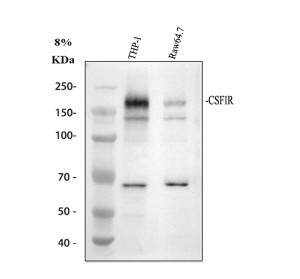 CSF1R Antibody Western Blot in THP-1 and RAW264.7 Cells. Western blot testing of human THP-1 (lane 1) and mouse RAW264.7 (lane 2) cell lysates was performed with CSF1R Antibody at 0.5 ug/ml. A predominant band is detected at approximately 170 kDa in both samples, above the calculated molecular weight of ~108 kDa. The higher apparent molecular weight is consistent with extensive glycosylation of the mature M-CSF receptor. The results demonstrate detection with an M-CSF Receptor Antibody in human and mouse cell lysates.