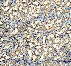 NOX4 Antibody Human Kidney IHC. Immunohistochemistry was performed on FFPE human kidney tissue using NOX4 Antibody. Heat-induced epitope retrieval was performed in pH 8 EDTA buffer prior to incubation with the primary antibody at 2 ug/ml. Bound antibody was visualized using an HRP-conjugated goat anti-rabbit IgG secondary antibody with DAB chromogen. Strong membranous and cytoplasmic staining is observed throughout renal tubular epithelial cells, consistent with the well-established expression pattern of NOX4 in the kidney and its role in regulating reactive oxygen species production. These results demonstrate that this Reactive Oxygen Species Enzyme Antibody is suitable for immunohistochemical detection of NOX4 in formalin-fixed, paraffin-embedded human kidney tissue.