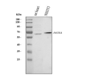 NOX4 Antibody Rat Heart and Mouse NIH/3T3 WB. Western blot analysis was performed using NOX4 Antibody. Lane 1: rat heart tissue lysate; lane 2: mouse NIH/3T3 whole cell lysate. Proteins were separated on a 10% SDS-PAGE gel, transferred to a nitrocellulose membrane, and incubated with the primary antibody at 0.5 ug/ml overnight at 4Â°C. A specific immunoreactive band is detected at approximately 67 kDa in both samples, consistent with the expected molecular weight of NOX4. These results demonstrate that this Reactive Oxygen Species Enzyme Antibody is suitable for Western blot detection of NOX4 in rodent tissues and cell lines.