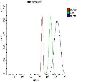 Flow cytometry testing of fixed and permeabilized human HL60 cells with Nucleophosmin antibody at 1ug/million cells (blocked with goat sera); Red=cells alone, Green=isotype control, Blue= Nucleophosmin antibody.