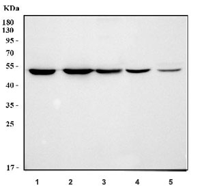 Western blot testing of 1) human HeLa, 2) human 293T, 3) human SK-O-V3, 4) mouse testis and 5) mouse NIH 3T3 cell lysate with HIP antibody. Expected molecular weight: ~48 kDa.