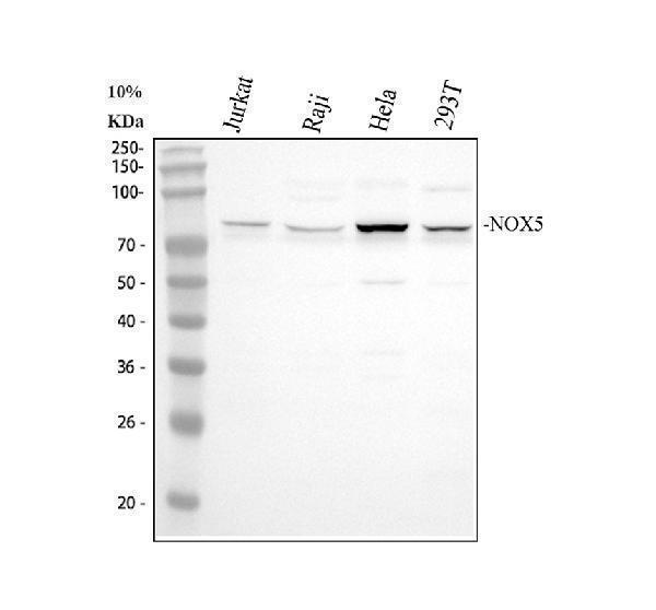NOX5 Antibody Multi-Human Cell WB. Western blot testing of 1) human Jurkat, 2) human Raji, 3) human HeLa and 4) human 293T whole cell lysates with NOX5 antibody / NADPH Oxidase 5 at 0.5 ug/ml. A specific band is detected at approximately 86 kDa in all four cell lines, consistent with the predicted molecular weight of NOX5. Expression is strongest in HeLa cells, with readily detectable bands also present in Jurkat, Raji and 293T cells, demonstrating specific detection of endogenous NOX5 across multiple human cell lines.