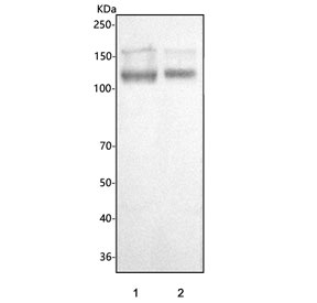 Western blot testing of human 1) HEL and 2) Jurkat cell lysate with CD31 antibody.  Predicted molecular weight: 83-130 kDa depending on level of glycosylation.