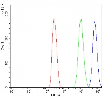 Flow cytometry testing of human MCF7 cells with ZO-2 antibody at 1ug/million cells (blocked with goat sera); Red=cells alone, Green=isotype control, Blue= ZO-2 antibody.