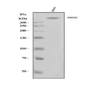 DNA-PKcs Antibody Human SiHa Cell WB. Western blot analysis of human SiHa whole cell lysate using DNA-PKcs antibody. Lane 1: SiHa whole cell lysate. Proteins were resolved on an 8% SDS-PAGE gel, transferred to nitrocellulose, and the membrane was incubated with DNA-PKcs antibody at 0.5 ug/ml followed by an HRP-conjugated secondary antibody. A high molecular weight band consistent with the expected size of DNA-PKcs was detected. This DNA-PKcs Antibody, also called PRKDC Antibody, is suitable for studies of DNA double-strand break repair, non-homologous end joining, genome stability, and DNA damage response.