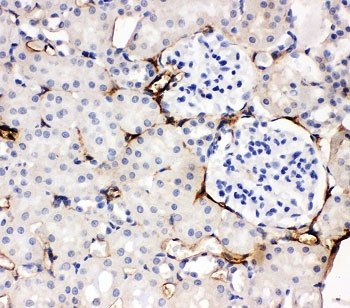 IHC-P: Adiponectin antibody testing of rat kidney tissue