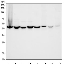 Flotillin 1 Antibody Multi-Species Tissue WB. Western blot testing of human A431, U-251, PC-3 and HaCaT cell lysates, along with rat and mouse tissue lysates, with Flotillin 1 Antibody. Lane 1: human A431; Lane 2: human U-251; Lane 3: human PC-3; Lane 4: human HaCaT; Lane 5: rat brain; Lane 6: rat skin; Lane 7: mouse brain; Lane 8: mouse skin. Expected molecular weight: ~49 kDa. Flotillin 1 Antibody / Lipid Raft Marker Antibody detects endogenous FLOT1 expression and supports studies of membrane microdomains, lipid raft organization and intracellular signaling pathways.