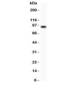 Western blot analysis of Periostin antibody in mouse heart lysate. A single major band is detected at approximately 90-100 kDa, consistent with the predicted molecular weight of Periostin of approximately 93 kDa. The observed migration slightly above the theoretical size is compatible with post-translational modifications such as glycosylation, which are commonly reported for this secreted extracellular matrix protein.