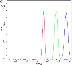 p63 Antibody for FACS. Flow cytometry analysis of human A431 cells using a rabbit polyclonal p63 antibody for FACS demonstrates a clear rightward fluorescence shift (blue) relative to isotype control (green) and unstained cells (red), consistent with intracellular detection of Tumor protein 63 (TP63). Cells were fixed and permeabilized to allow access to the nuclear target, resulting in distinct separation of TP63-positive signal from background. The tight peak distribution indicates uniform nuclear expression within the cell population, supporting reliable gating of TP63-expressing cells. Staining was performed at 1 ug per million cells with goat sera blocking to reduce non-specific binding, enabling accurate assessment of TP63 expression by flow cytometry.