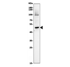 Western blot testing of human Jurkat cell lysate with CXCR1 antibody. Predicted molecular weight ~40 kDa.
