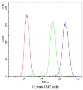 Flow cytometry testing of human A549 cells with PLK2 antibody at 1ug/10^6 cells (blocked with goat sera); Red=cells alone, Green=isotype control, Blue=PLK2 antibody.