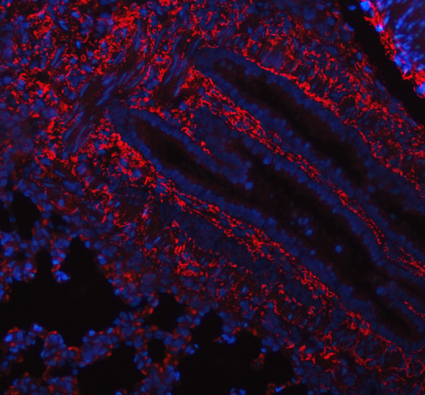 Collagen 1 Antibody for IF / COL1A1 Immunofluorescence Antibody Rat Lung IF. Immunofluorescent staining of FFPE rat lung tissue using Collagen 1 Antibody for IF / COL1A1 Immunofluorescence Antibody. Collagen I is detected predominantly within the extracellular matrix of the pulmonary interstitium, consistent with its role in maintaining lung structural integrity and supporting connective tissue architecture. Heat-induced epitope retrieval was performed in pH 8.0 EDTA buffer prior to staining. Tissue sections were blocked with 10% goat serum and incubated with the primary antibody (5 ug/ml) overnight at 4Â°C, followed by a Cy3-conjugated goat anti-rabbit IgG secondary antibody. Nuclei were counterstained with DAPI and fluorescence was visualized using appropriate filter sets.