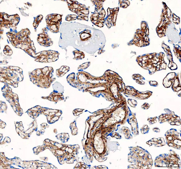 Collagen 1 Antibody Placenta IHC. Immunohistochemistry analysis of Collagen I / COL1A1 expression in FFPE human placental tissue using Collagen 1 antibody. HRP-DAB brown staining highlights extracellular collagen deposition outlining chorionic villi and stromal compartments, forming continuous fibrous structures around placental tissue architecture, while trophoblast cells show minimal intracellular staining; nuclei are counterstained blue. Antigen retrieval was performed by boiling sections in pH 8 EDTA buffer for 20 min followed by cooling prior to staining.