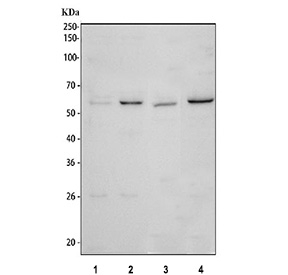Western blot testing of 1) human HepG2, 2) human MCF7, 3) rat brain and 4) mouse brain lysate with EGR2 antibody. A single band is detected at approximately 60 kDa, migrating above the predicted 50 kDa size of unmodified EGR2. This upward shift is consistent with known post-translationally modified forms of the nuclear transcription factor EGR2 that exhibit reduced electrophoretic mobility in SDS-PAGE.