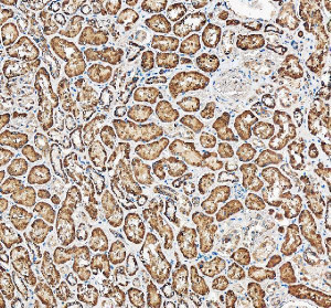 MCT5 Antibody Human Kidney IHC. Immunohistochemistry analysis of FFPE human kidney tissue using MCT5 Antibody. Heat induced epitope retrieval was performed in pH 8.0 EDTA buffer prior to overnight incubation with primary antibody (2 ug/mL). HRP detection with DAB chromogen was used for visualization. Strong membranous and cytoplasmic staining is observed throughout renal tubular epithelial cells, consistent with the expected expression pattern of MCT5 (SLC16A4), a proton-coupled monocarboxylate transporter involved in epithelial metabolite transport. These results support the use of MCT5 Antibody / Monocarboxylate Transporter 5 Antibody for studying MCT5 expression, SLC16A4 biology and monocarboxylate transport.