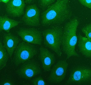 MCT5 Antibody Human Lung Cell IF. Immunofluorescence analysis of A549 cells using MCT5 Antibody (5 ug/mL). Cells were subjected to enzyme-mediated antigen retrieval, incubated overnight with primary antibody, and detected with a Fluoro488-conjugated secondary antibody (green). Nuclei were counterstained with DAPI (blue). MCT5 staining is distributed throughout the cytoplasm with enrichment along the plasma membrane, consistent with the expected localization of the SLC16A4 monocarboxylate transporter. These results support the use of MCT5 Antibody / Monocarboxylate Transporter 5 Antibody for studying MCT5 expression, SLC16A4 biology and epithelial monocarboxylate transport.